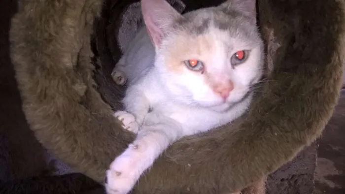 Gato ra a SRD idade 2 anos nome PÉROLA