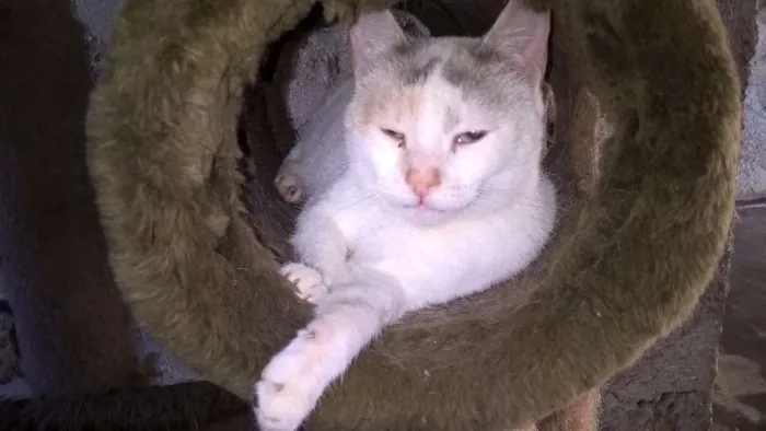 Gato ra a SRD idade 2 anos nome PÉROLA