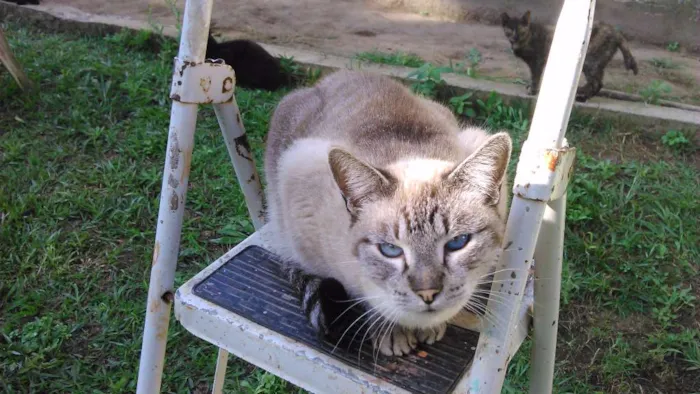 Gato ra a SRD idade 2 anos nome LINDINHA