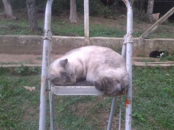 Gato ra a SRD idade 2 anos nome LINDINHA