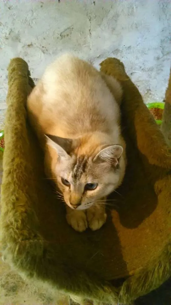 Gato ra a SRD idade 2 anos nome LINDINHA