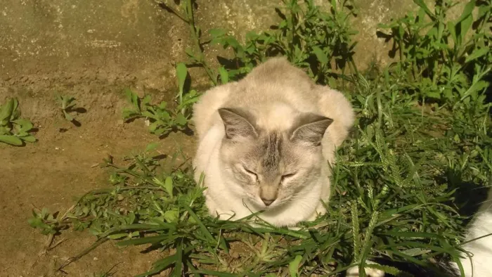 Gato ra a SRD idade 2 anos nome LINDINHA