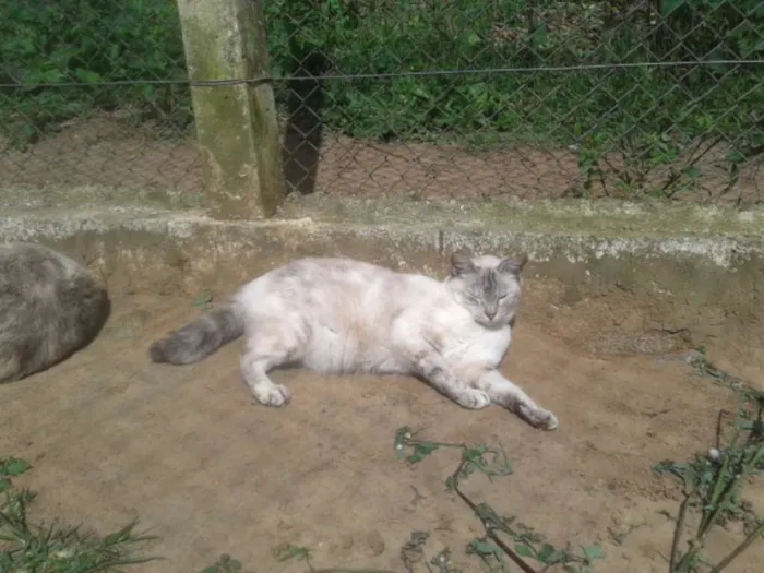 Gato ra a SRD idade 2 anos nome LINDINHA