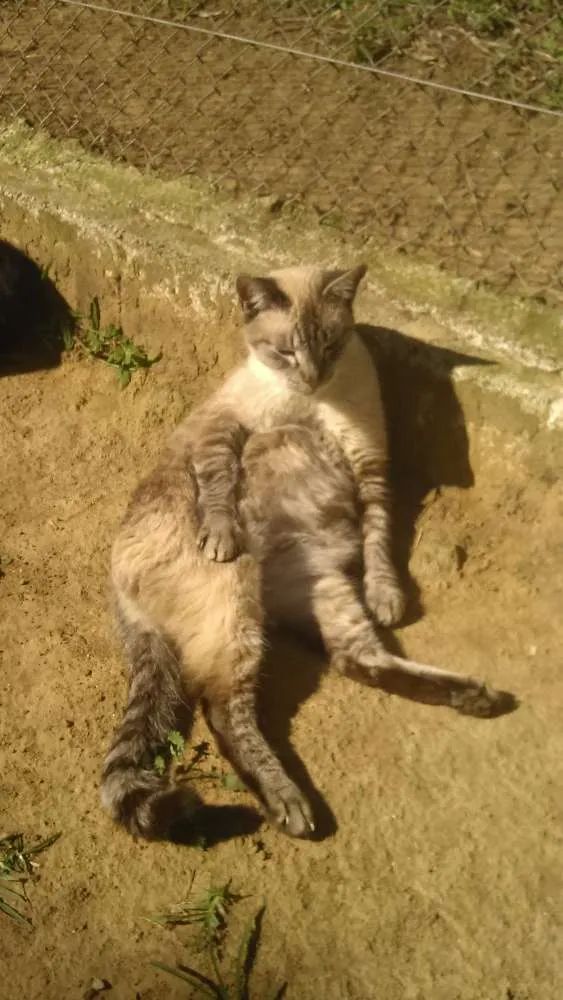 Gato ra a SRD idade 2 anos nome LINDINHA