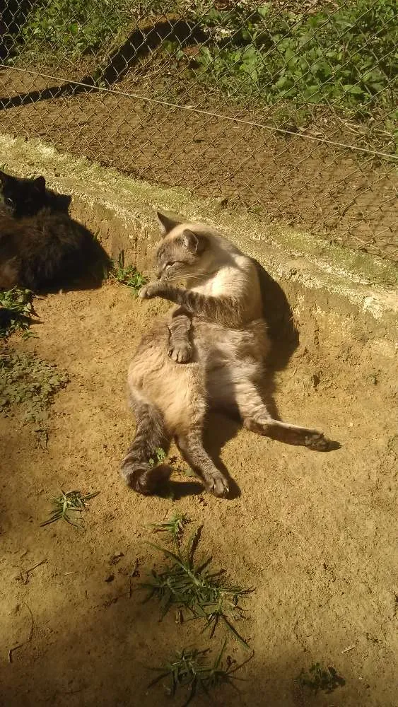 Gato ra a SRD idade 2 anos nome LINDINHA