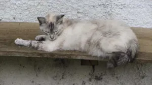 Gato raça SRD idade 2 anos nome LINDINHA