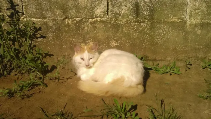Gato ra a SRD idade 2 anos nome fritz