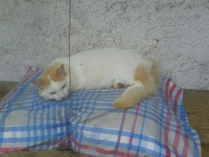 Gato ra a SRD idade 2 anos nome fritz