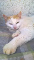 fritz