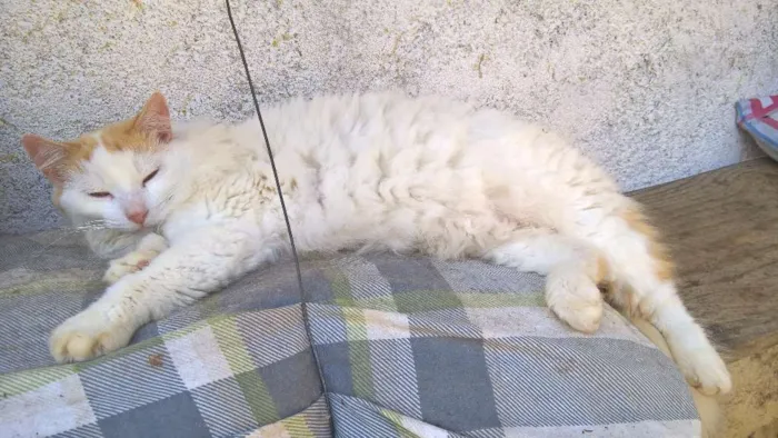 Gato ra a SRD idade 2 anos nome fritz