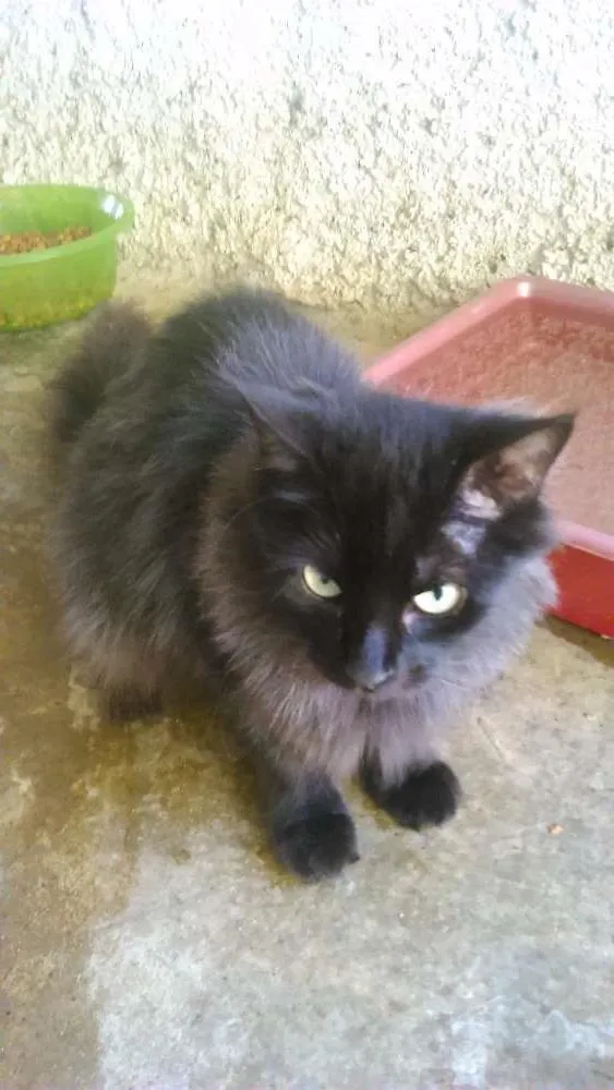 Gato ra a SRD idade 1 ano nome FRIDA