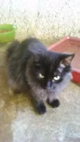 FRIDA