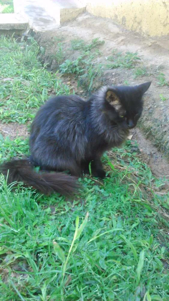 Gato ra a SRD idade 1 ano nome FRIDA