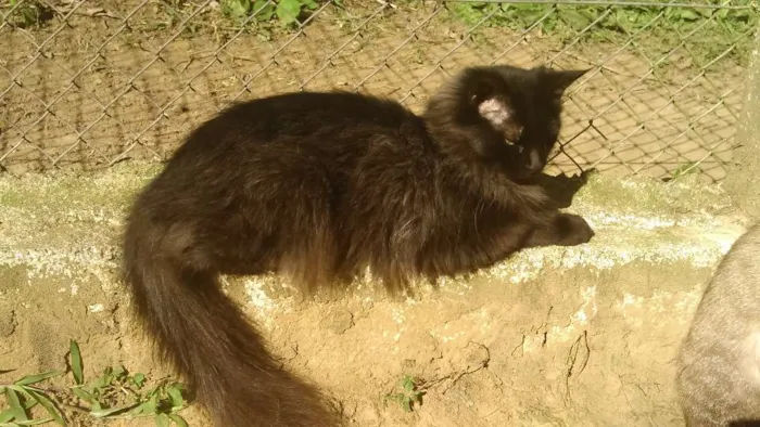 Gato ra a SRD idade 1 ano nome FRIDA