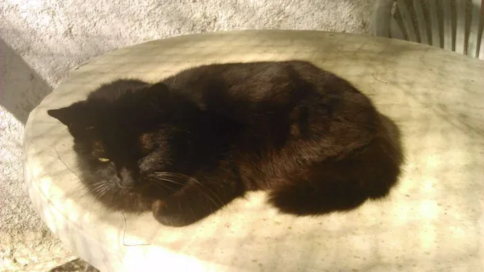 Gato ra a SRD idade 1 ano nome FRIDA