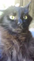 FRIDA