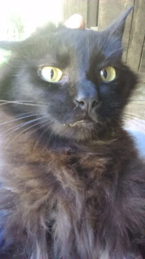 Gato ra a SRD idade 1 ano nome FRIDA
