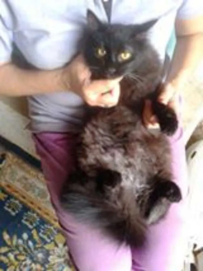 Gato ra a SRD idade 1 ano nome FRIDA
