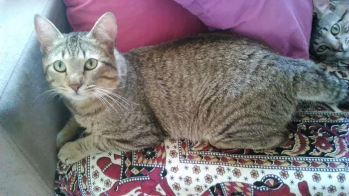 Gato ra a SRD idade 1 ano nome CHING