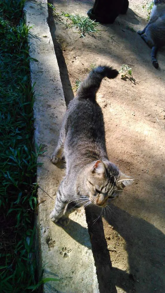 Gato ra a SRD idade 1 ano nome CHING