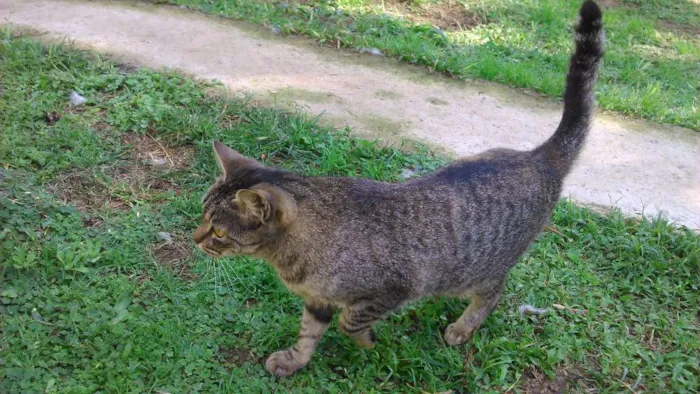 Gato ra a SRD idade 1 ano nome CHING
