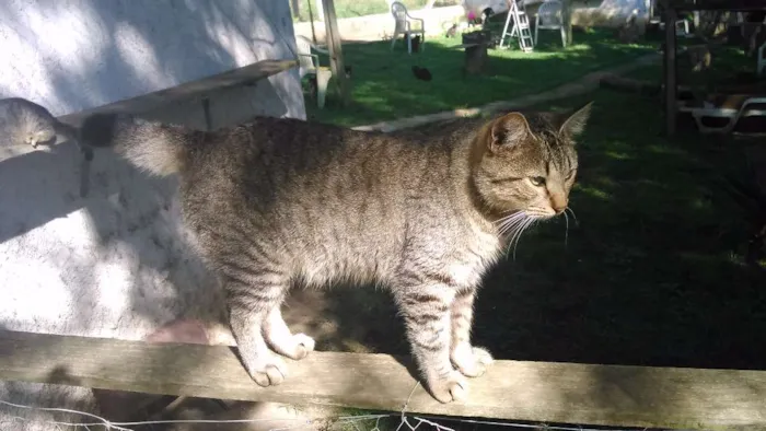 Gato ra a SRD idade 1 ano nome CHING