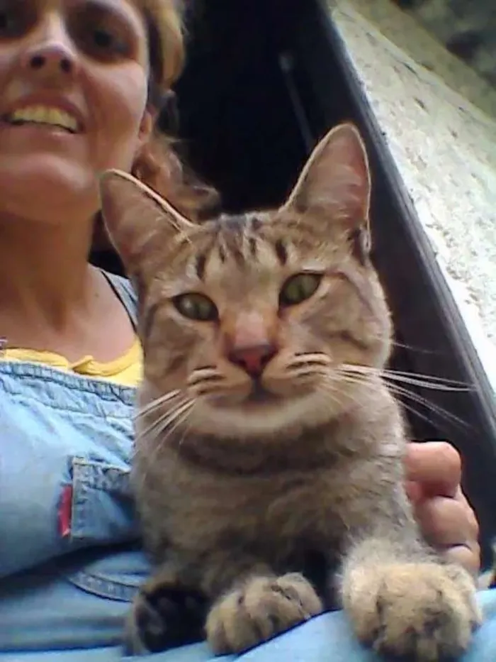 Gato ra a SRD idade 1 ano nome CHING
