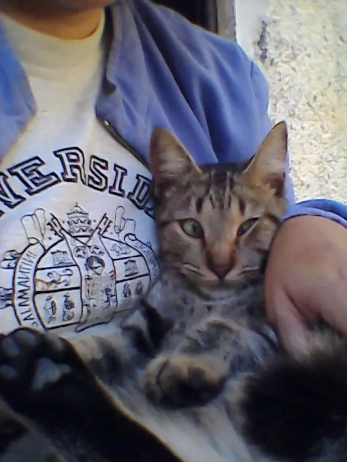 Gato ra a SRD idade 1 ano nome CHING