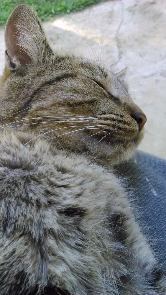 Gato ra a SRD idade 1 ano nome CHING