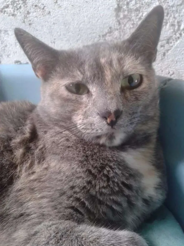Gato ra a SRD idade 3 anos nome canela