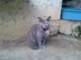 canela