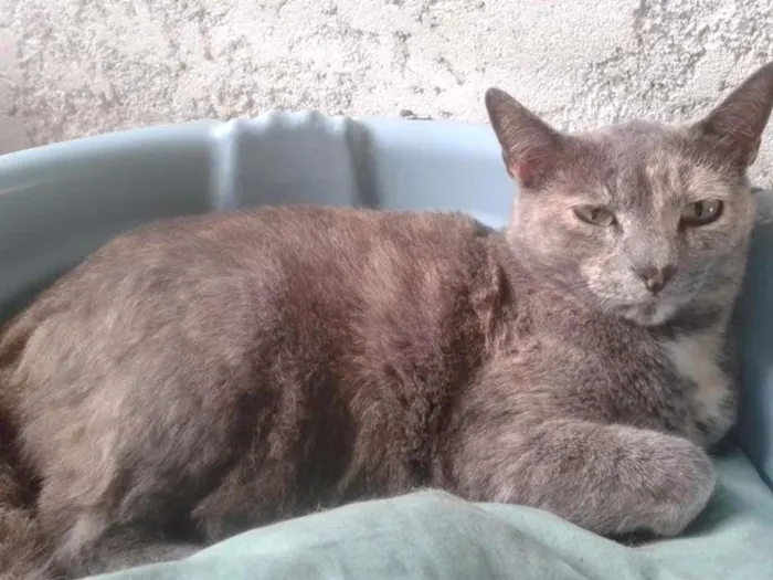 Gato ra a SRD idade 3 anos nome canela