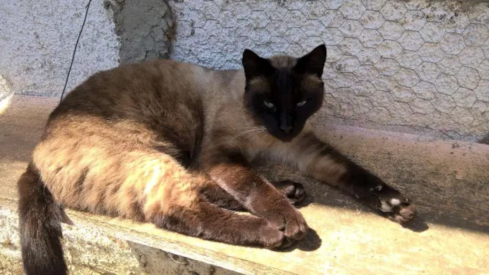 Gato ra a SIAMES idade 3 anos nome chocolate