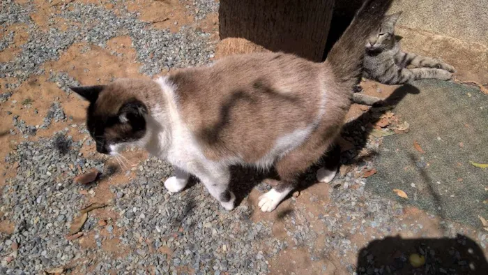 Gato ra a siames idade 3 anos nome angel