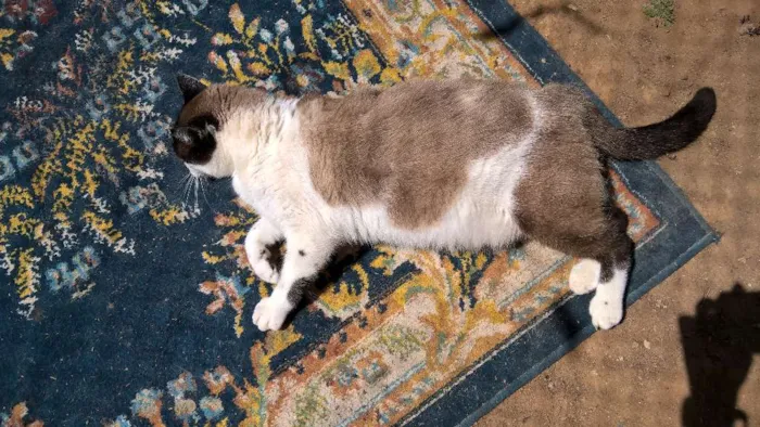Gato ra a siames idade 3 anos nome angel