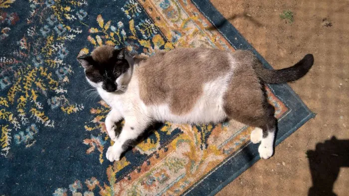 Gato ra a siames idade 3 anos nome angel