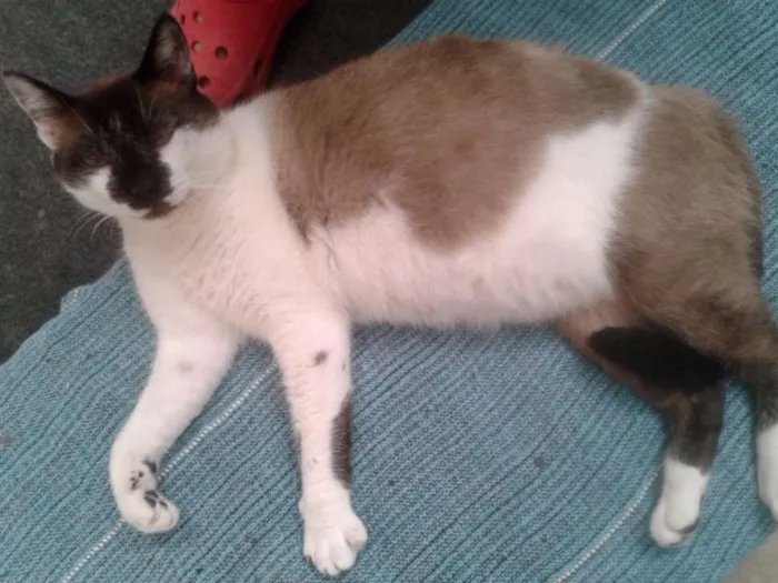 Gato ra a siames idade 3 anos nome angel