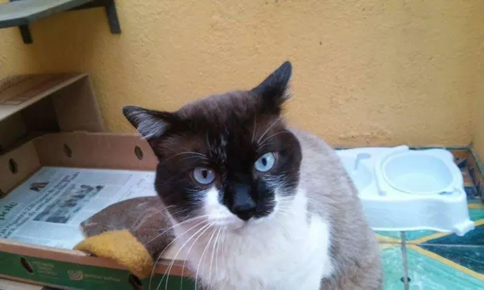 Gato ra a siames idade 3 anos nome angel