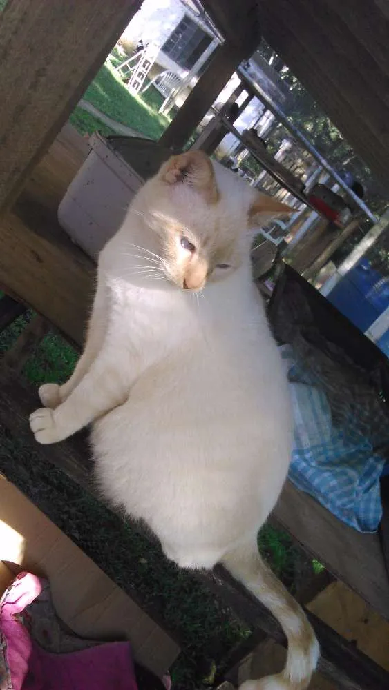 Gato ra a SRD idade 3 anos nome bento