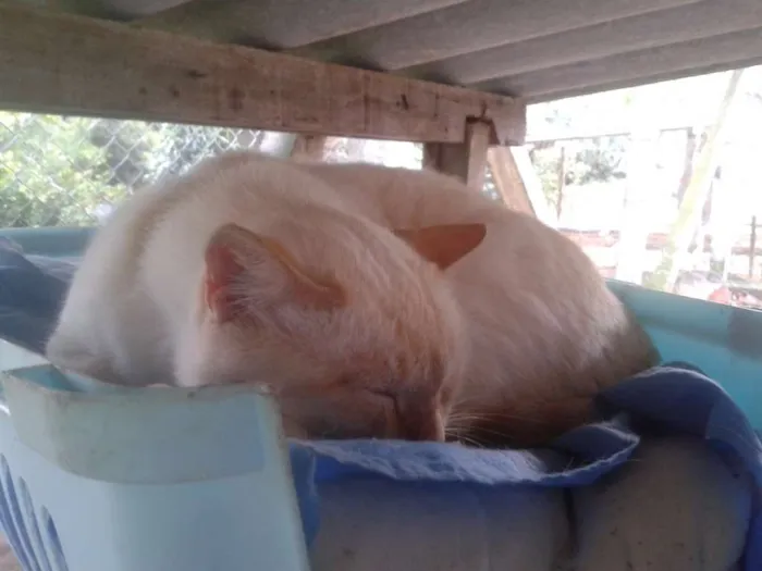 Gato ra a SRD idade 3 anos nome bento