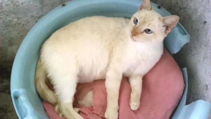 Gato ra a SRD idade 3 anos nome bento