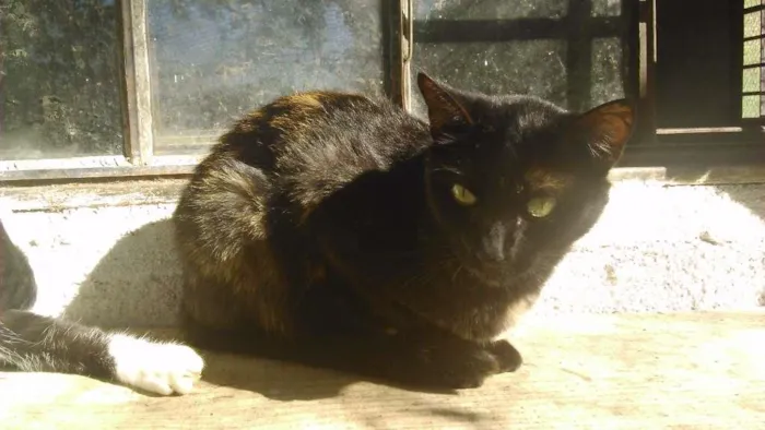 Gato ra a SRD idade 2 anos nome venus