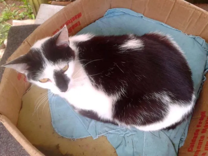 Gato ra a SRD idade 2 anos nome joaquim