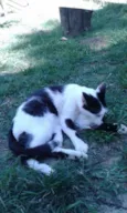 joaquim