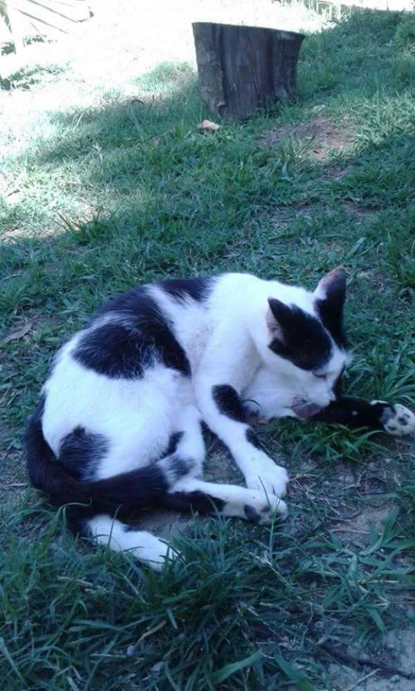 Gato ra a SRD idade 2 anos nome joaquim