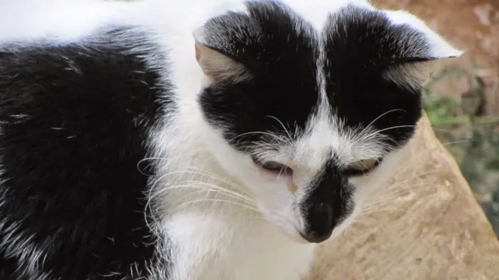 Gato ra a SRD idade 2 anos nome joaquim