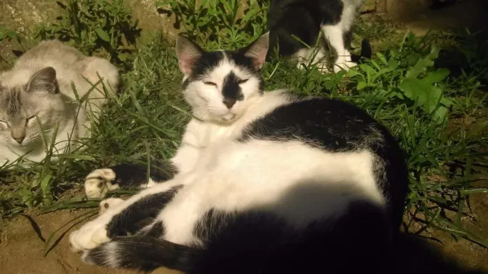 Gato ra a SRD idade 2 anos nome joaquim
