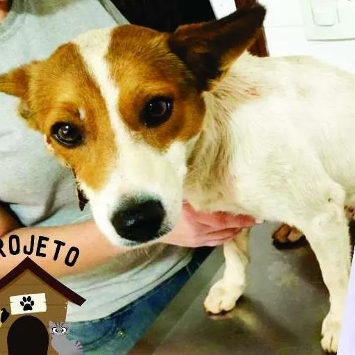 Cachorro ra a SRD idade 2 anos nome Duke