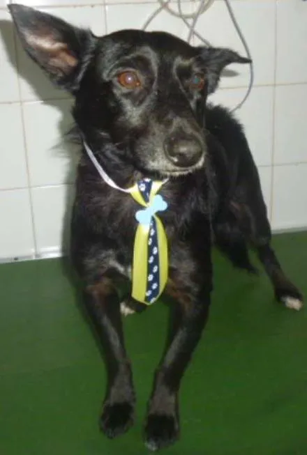 Cachorro ra a SRD idade 1 ano nome NERO