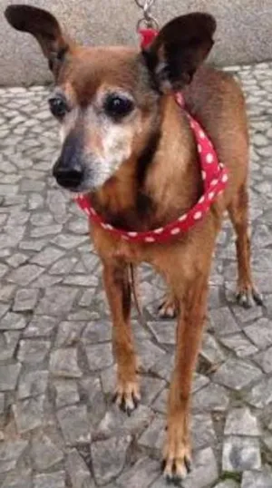 Cachorro raça PINSCHER idade 6 ou mais anos nome PIRULITO